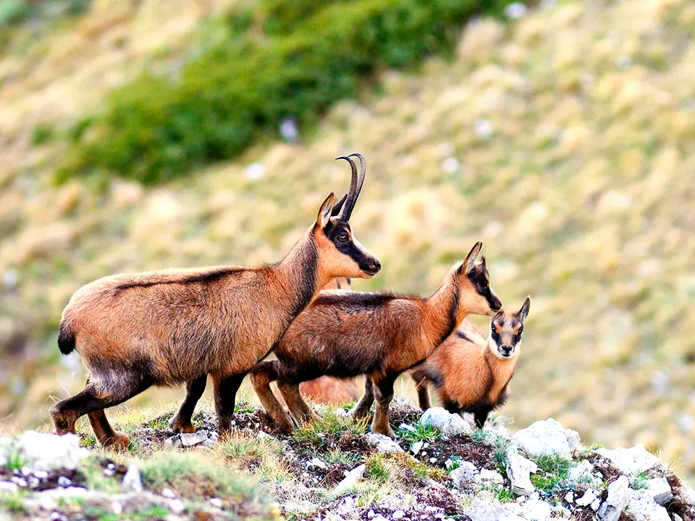 Camoscio Appenninico – Visita in area faunistica Camoscio Appenninico – Visita in area faunistica slide